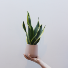 Een hand die een vetplant in pot vasthoudt